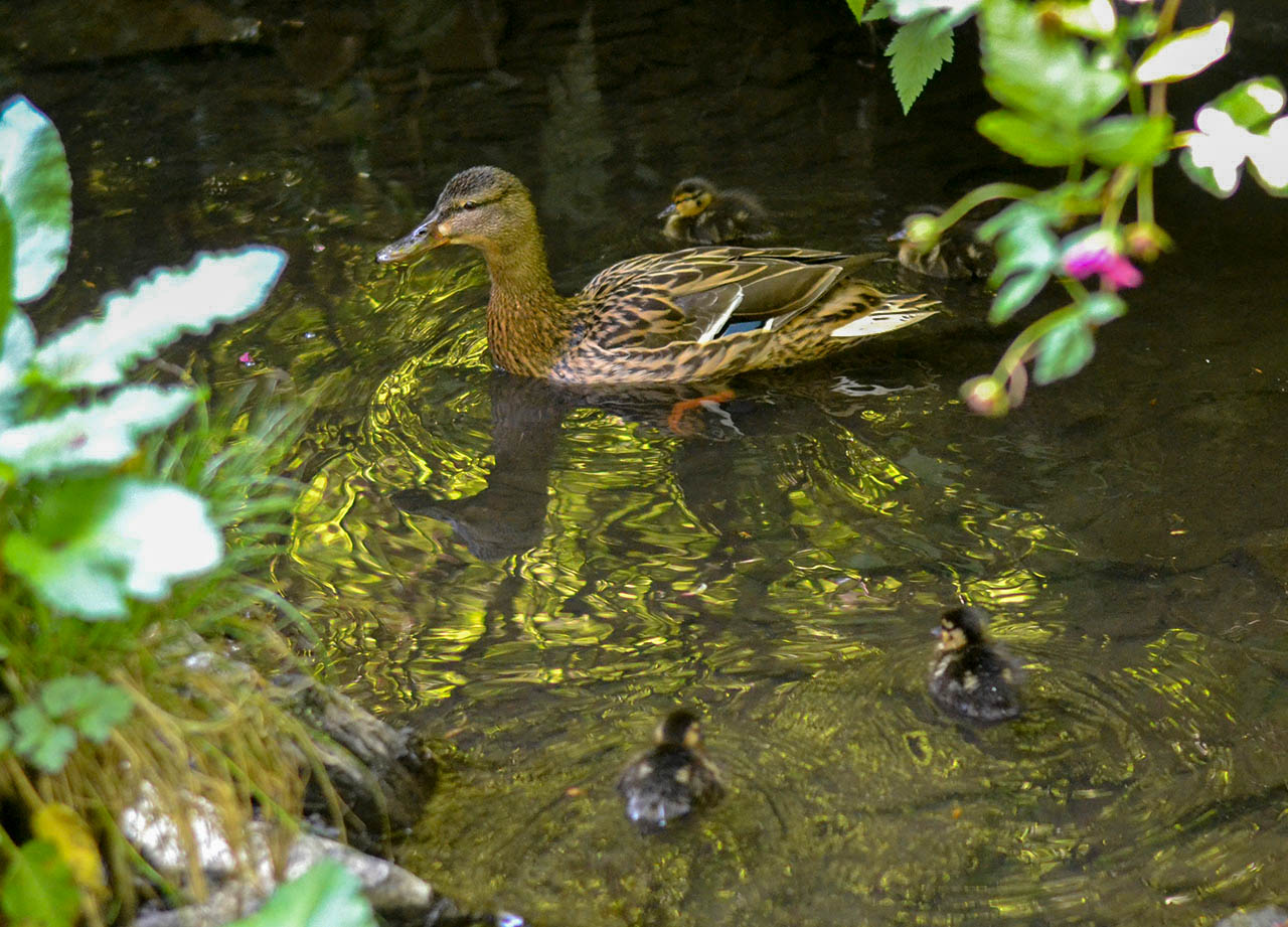 Baby Ducklings Family Ponds in Stricklands Glen Bangor in Spring Northern Ireland