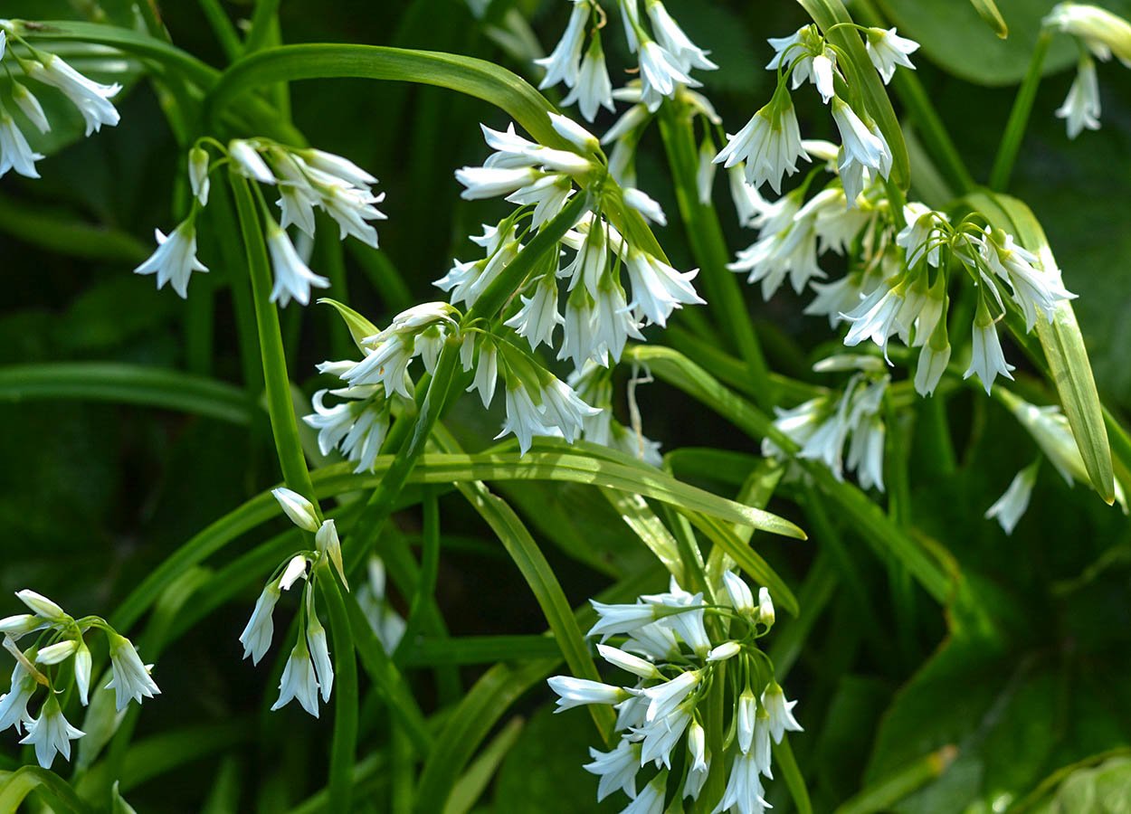 Foraging for Wild Garlic in Bangor at Ker Wood and Stricklands Glen